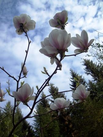 http://www.hildegard-kraeuter-garten.at/media/kraeuterwelt 2010/pflanzen-magnolie.JPG